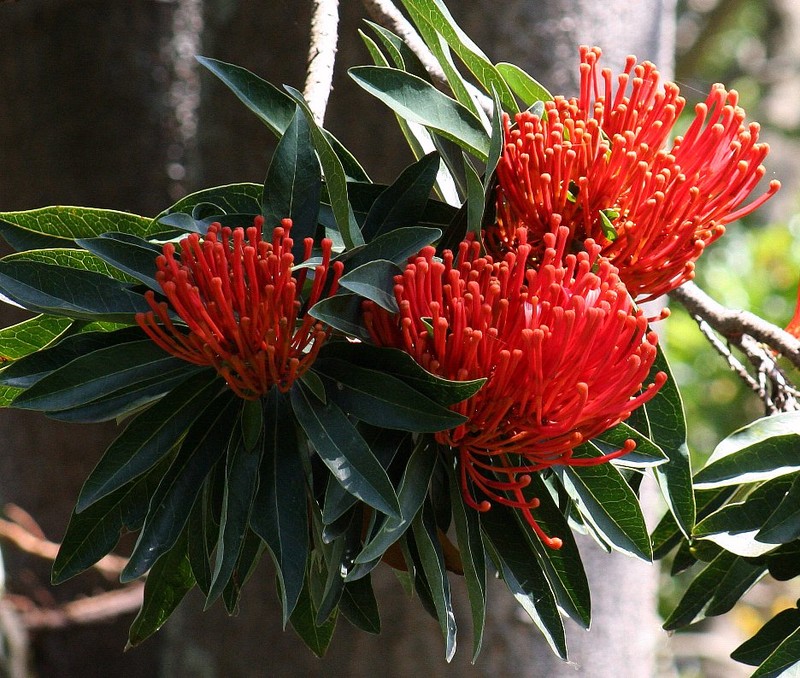 Alloxylon flammeum photo 2