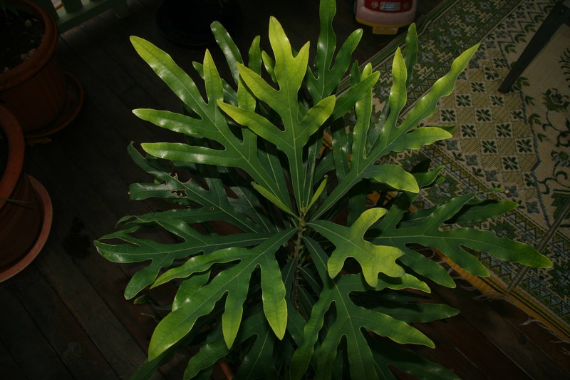 Alloxylon flammeum photo 4