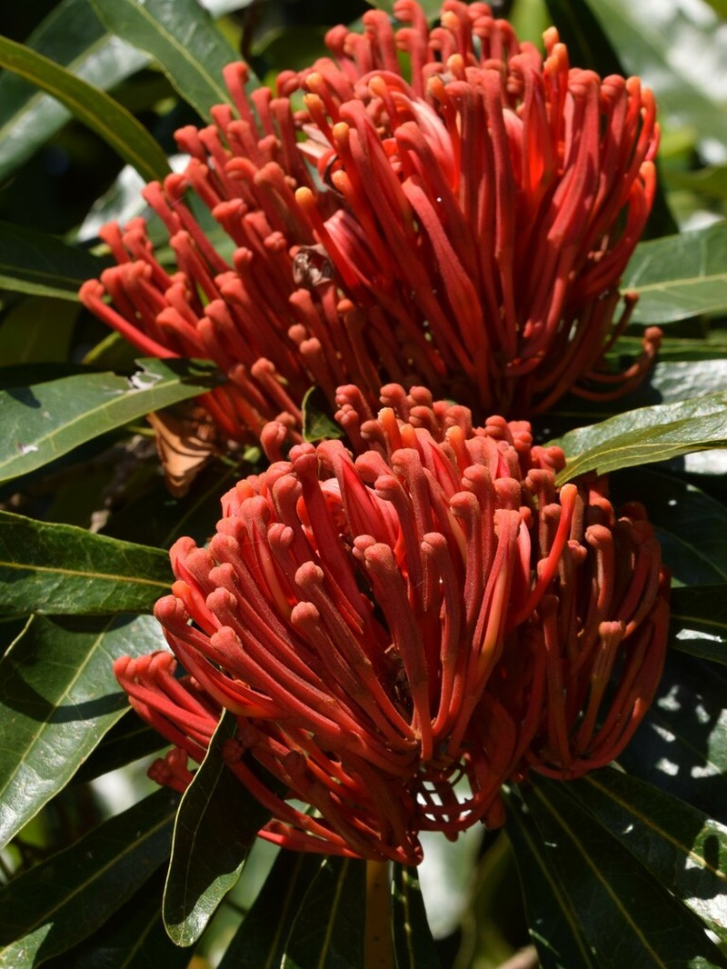 Alloxylon flammeum photo 6