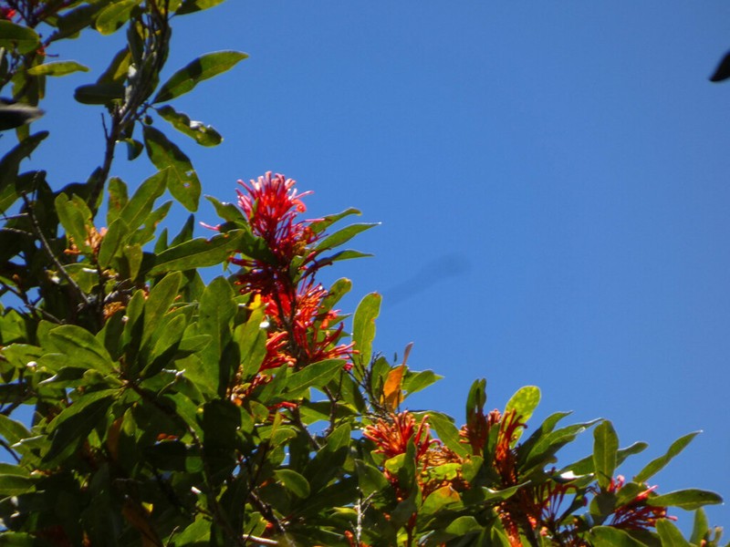 Alloxylon flammeum photo 8