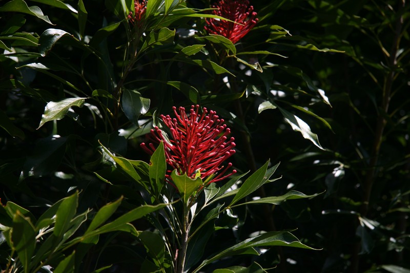Alloxylon pinnatum photo 2