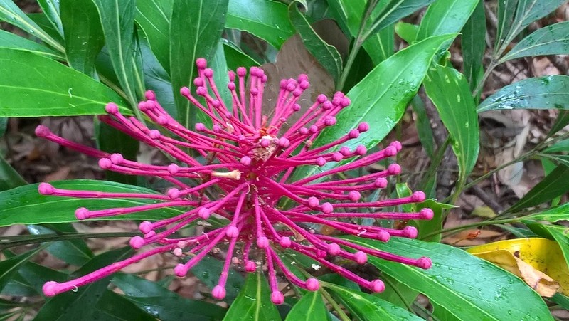 Alloxylon pinnatum photo 3