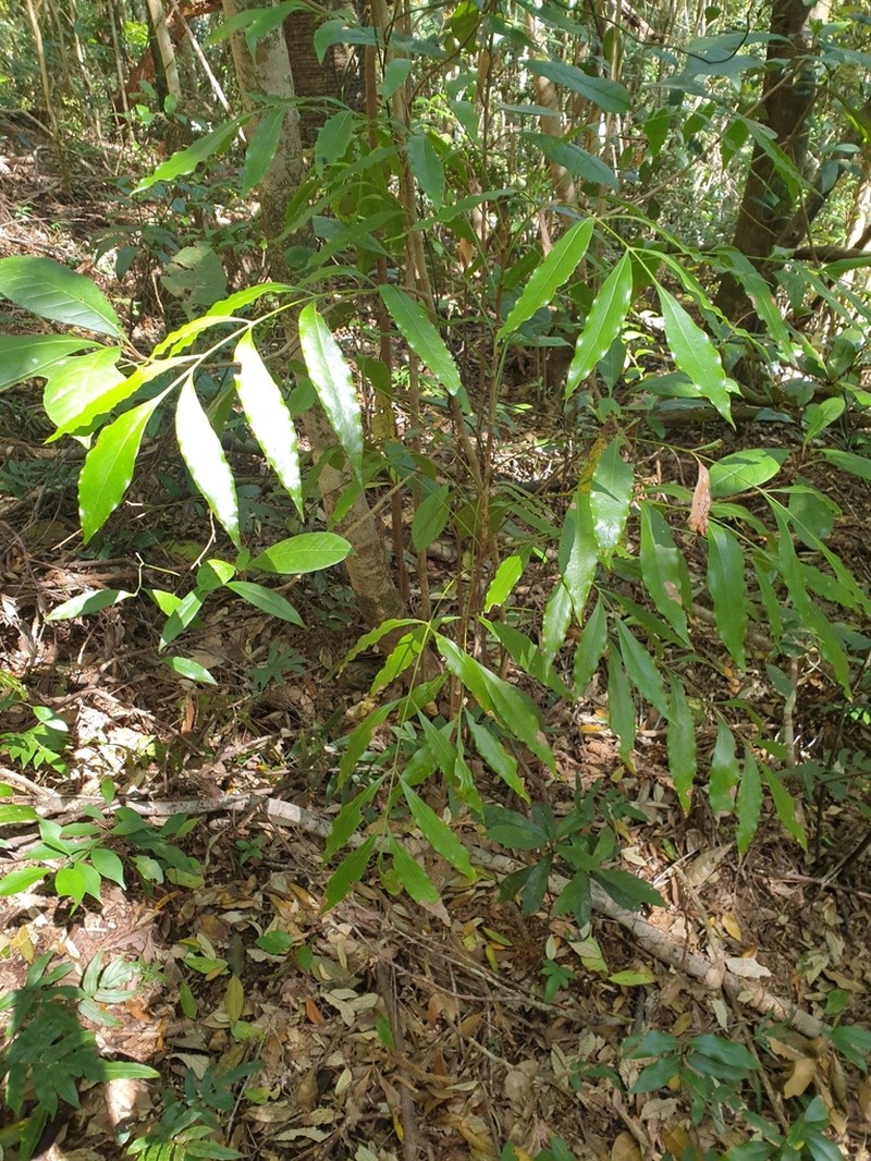 Alloxylon pinnatum photo 4