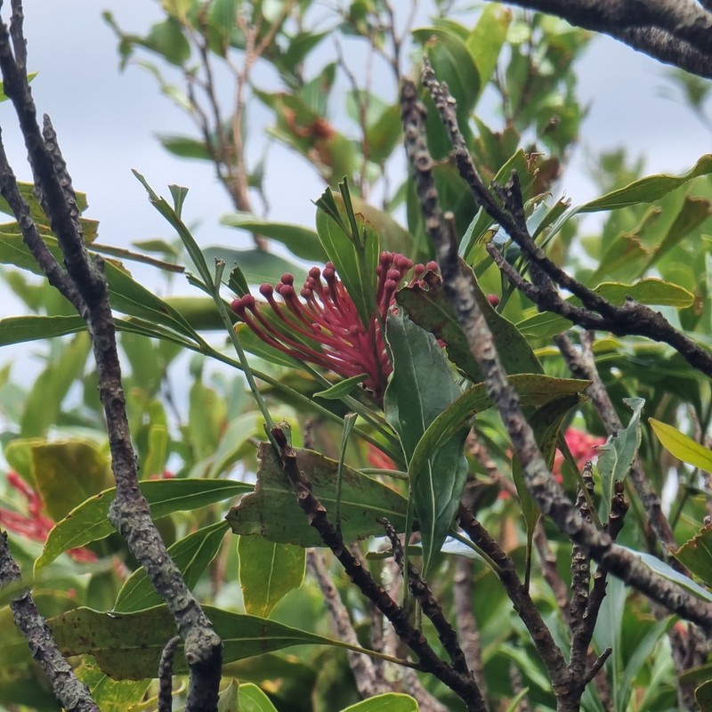 Alloxylon pinnatum photo 6