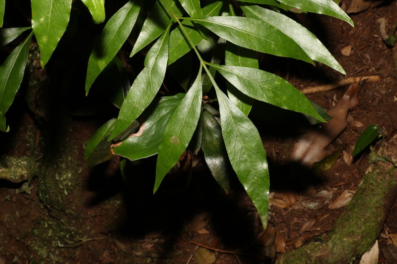 Alloxylon pinnatum photo 8