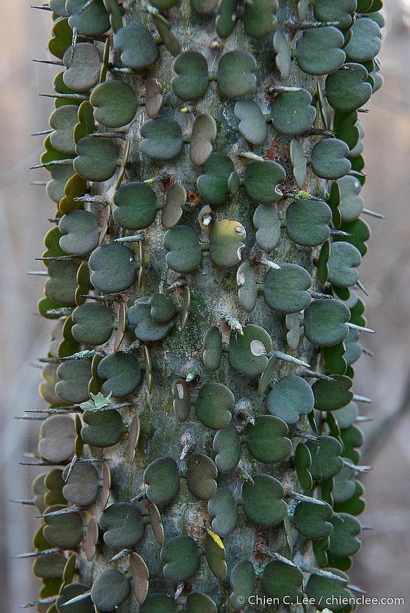 Alluaudia ascendens photo 3