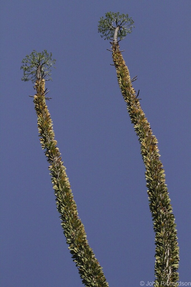 Alluaudia ascendens photo 4