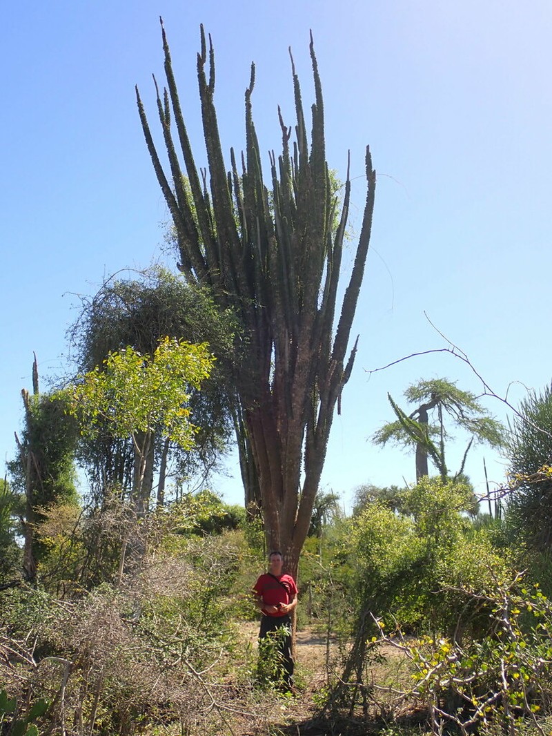 Alluaudia ascendens photo 5