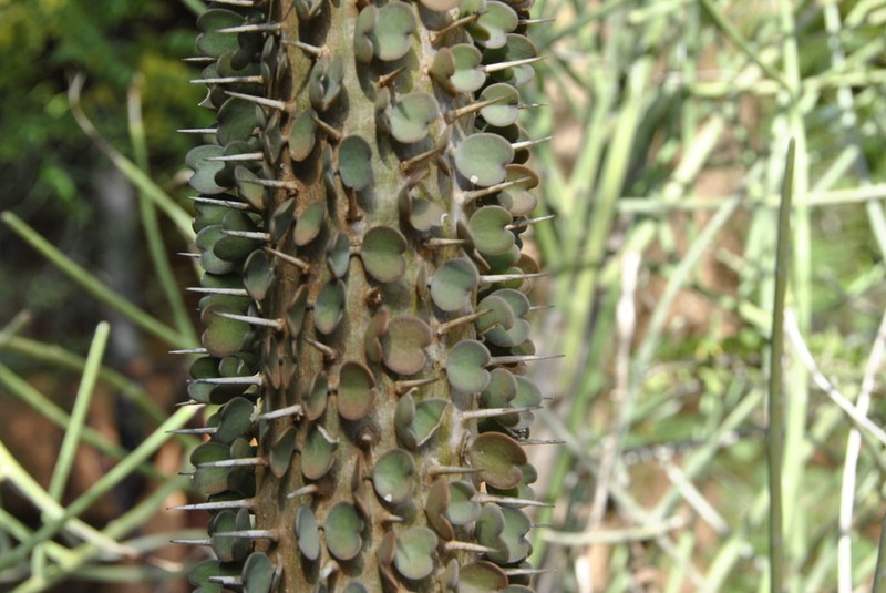 Alluaudia ascendens photo 6