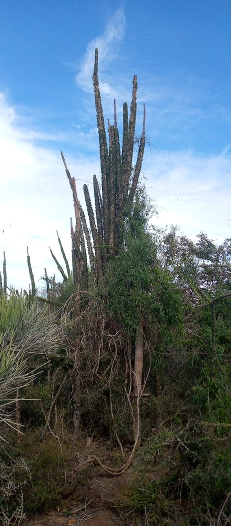 Alluaudia ascendens photo 7