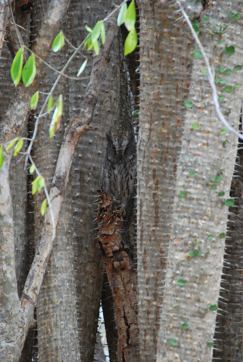 Alluaudia ascendens photo 8