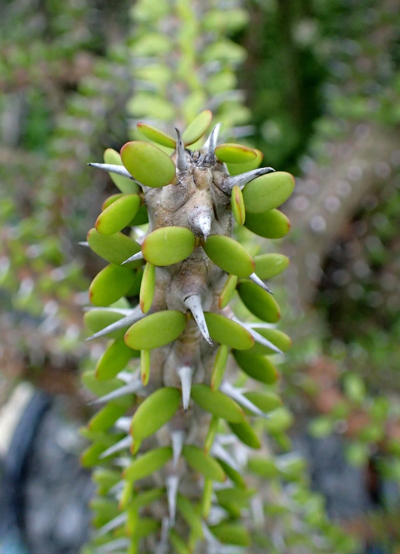 Alluaudia comosa