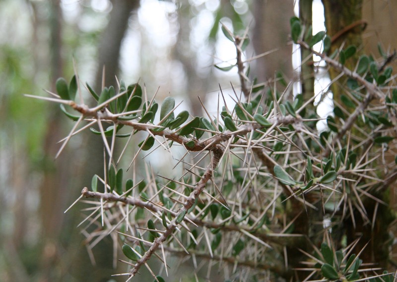 Alluaudia comosa photo 2