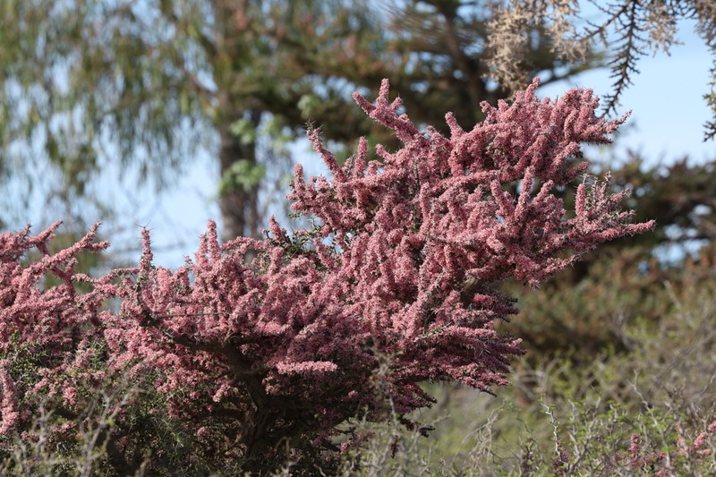 Alluaudia comosa photo 3