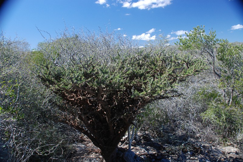 Alluaudia comosa photo 4