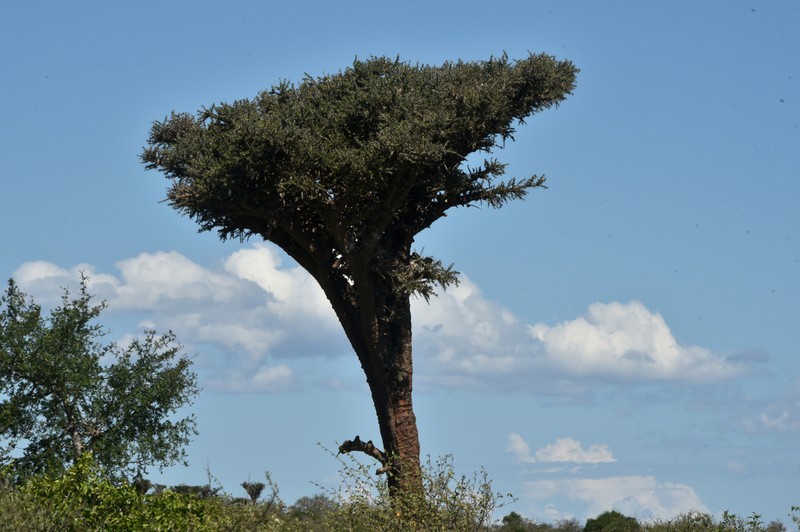 Alluaudia comosa photo 5