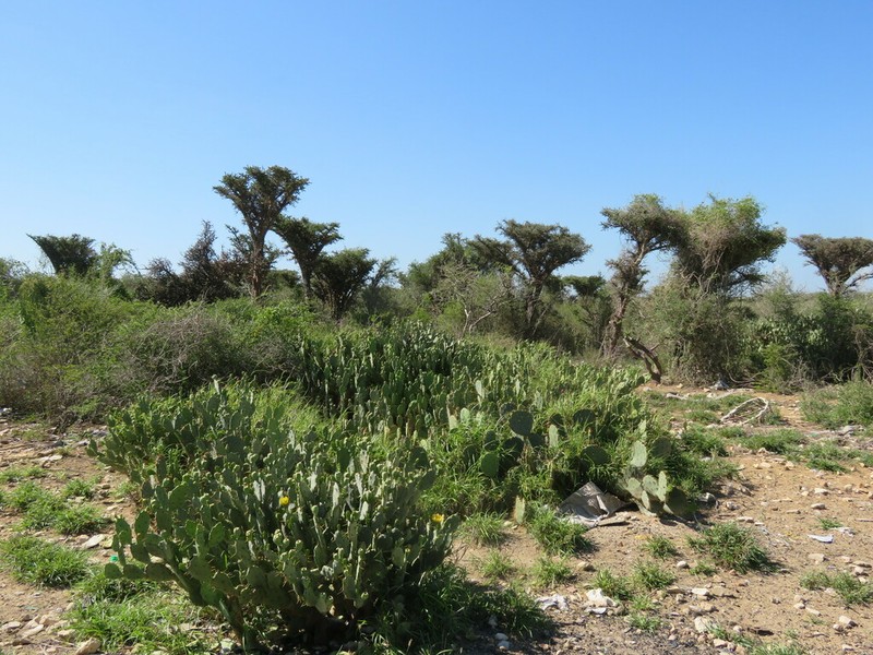 Alluaudia comosa photo 6