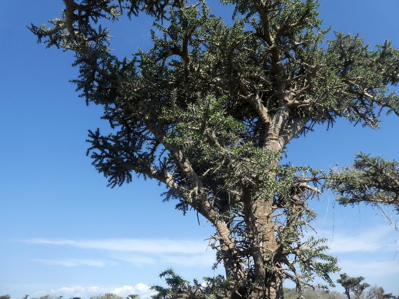 Alluaudia comosa photo 7