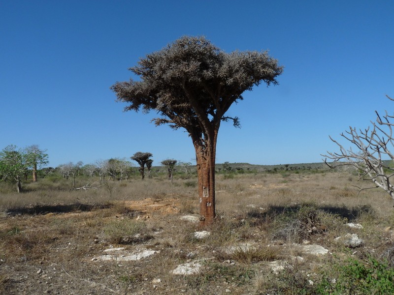 Alluaudia comosa photo 8