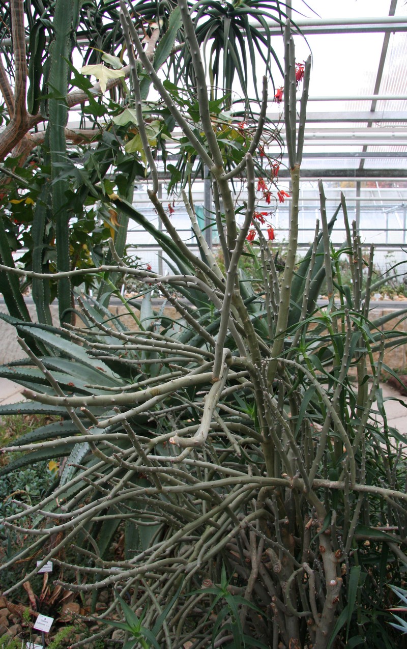 Alluaudia dumosa