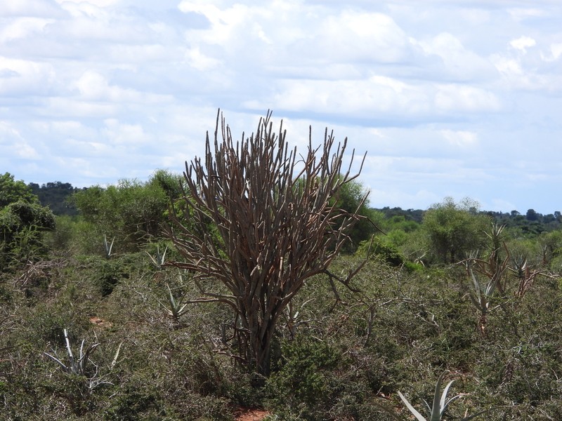 Alluaudia dumosa photo 2