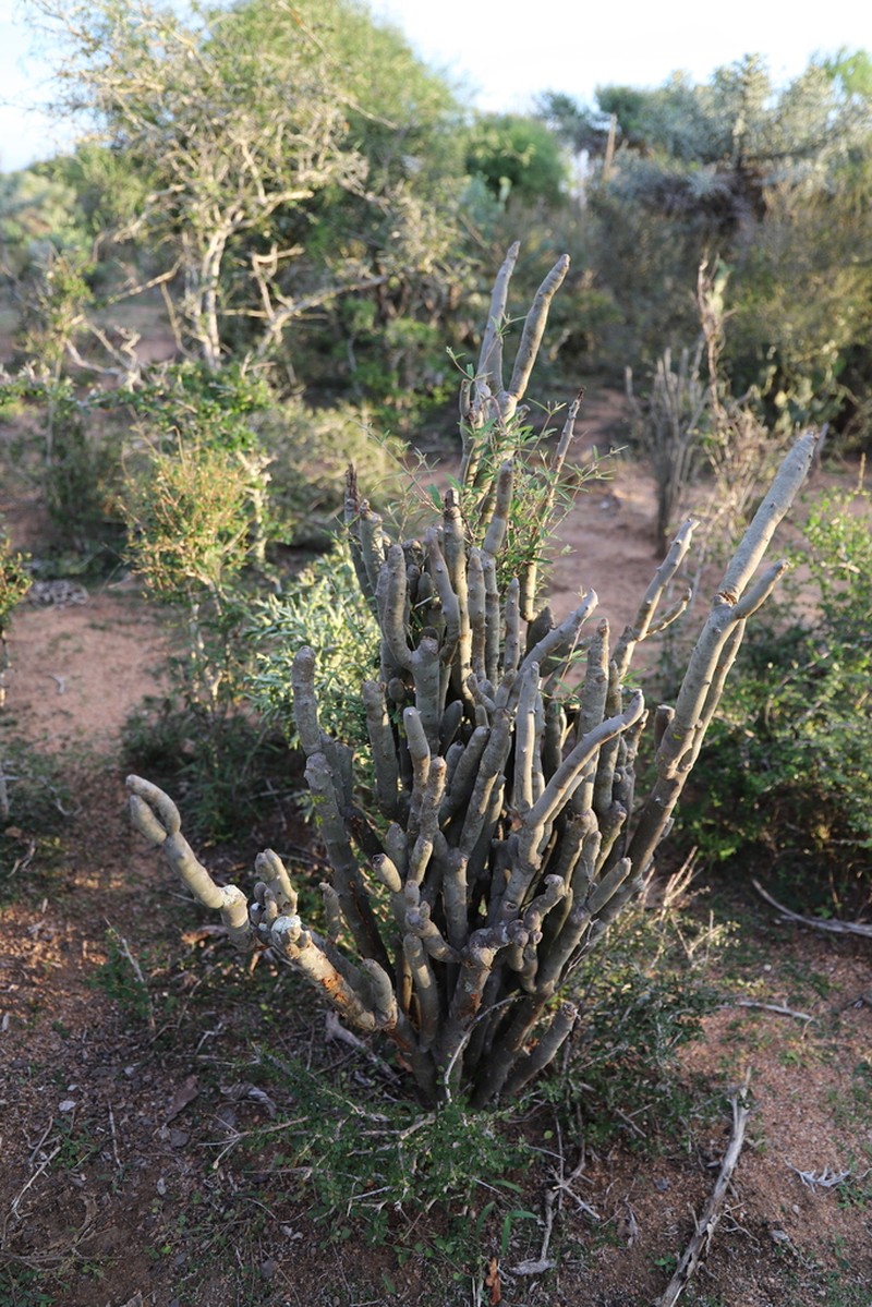Alluaudia dumosa photo 3
