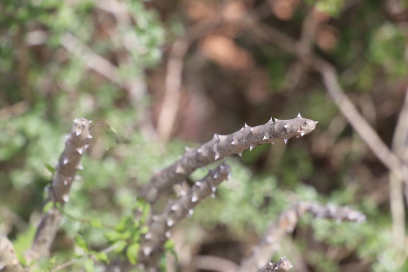 Alluaudia dumosa photo 4