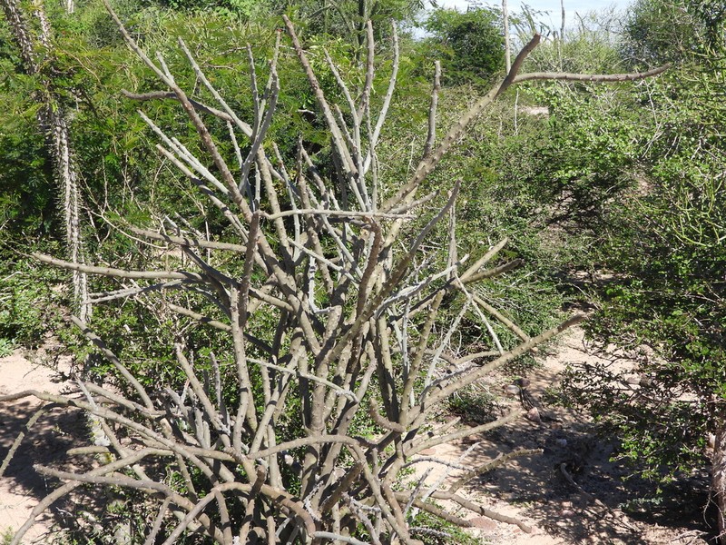 Alluaudia dumosa photo 5