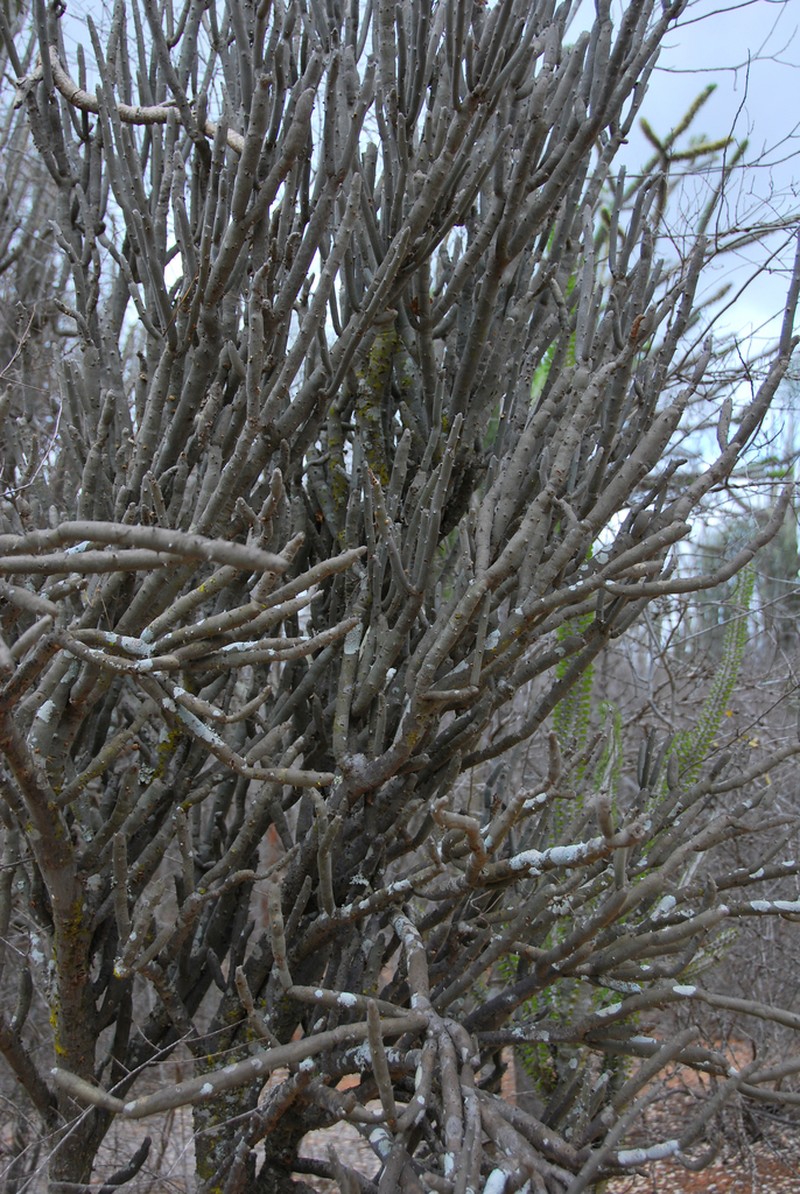 Alluaudia dumosa photo 8