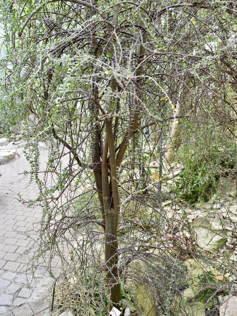 Alluaudia humbertii photo 2