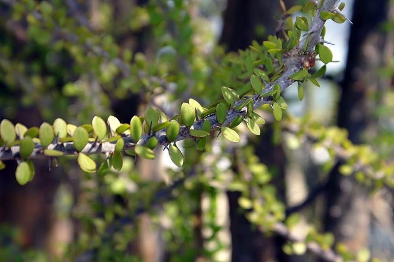 Alluaudia humbertii photo 3