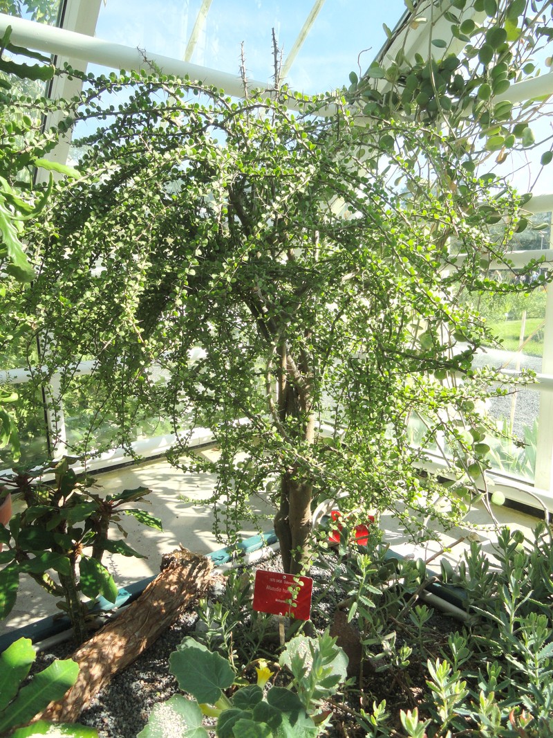 Alluaudia humbertii photo 4