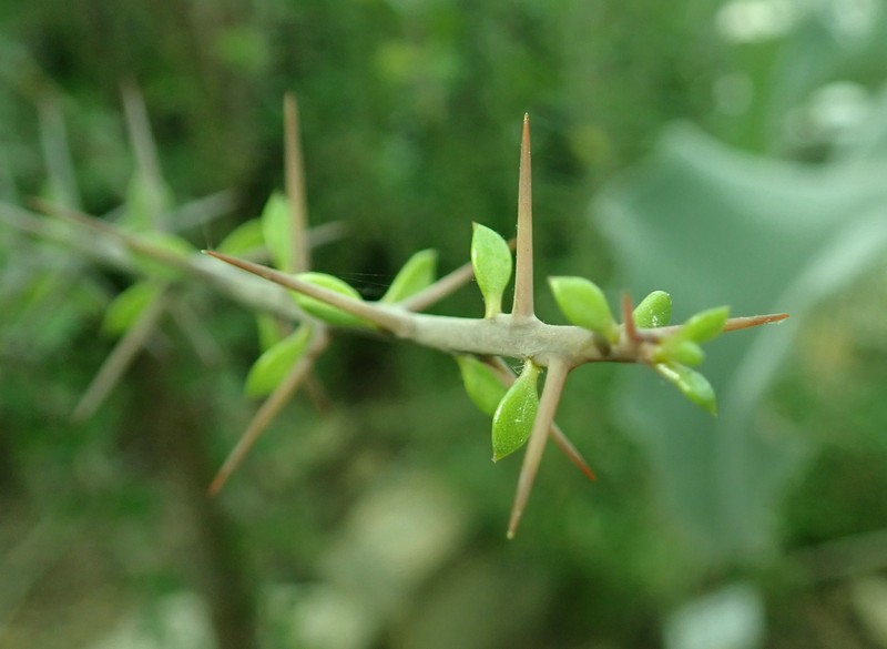 Alluaudia humbertii photo 5