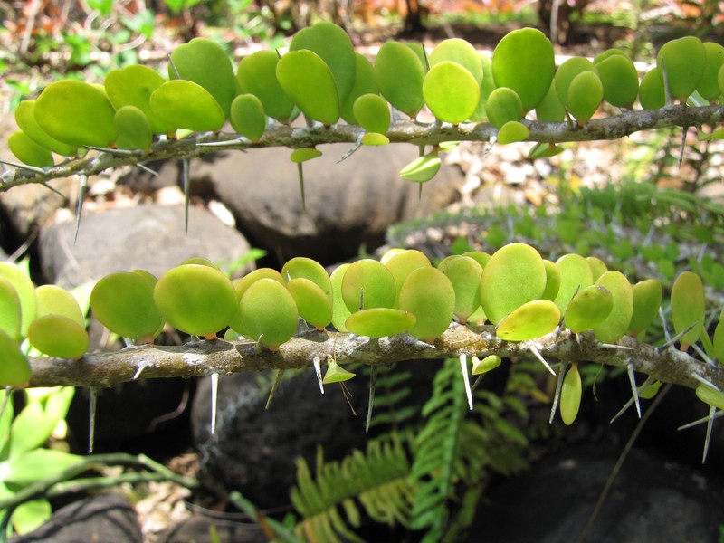 Alluaudia humbertii photo 6