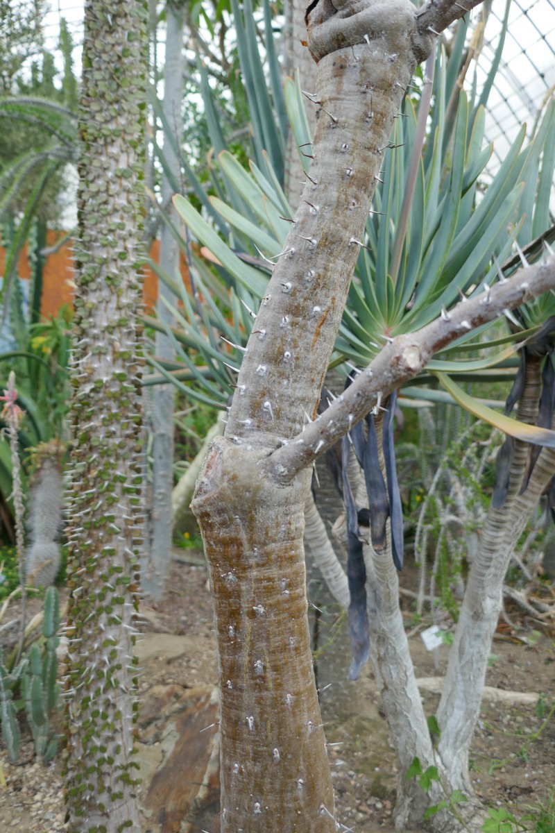 Alluaudia humbertii photo 7