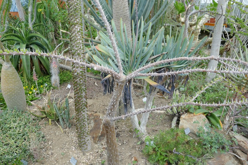 Alluaudia humbertii photo 8