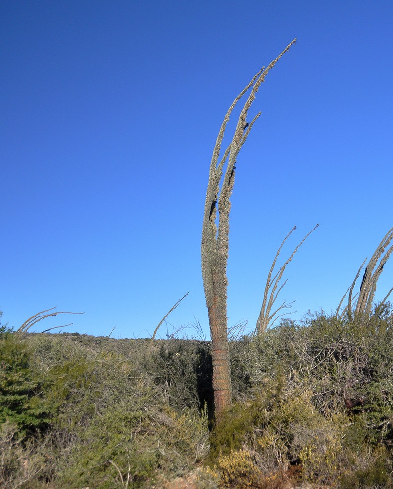 Alluaudia montagnacii