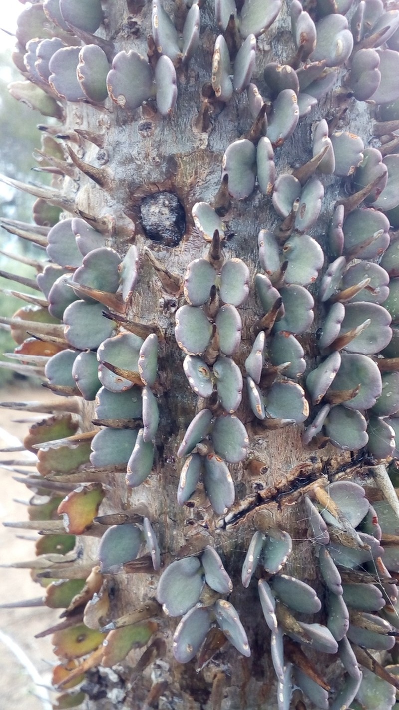Alluaudia montagnacii photo 2