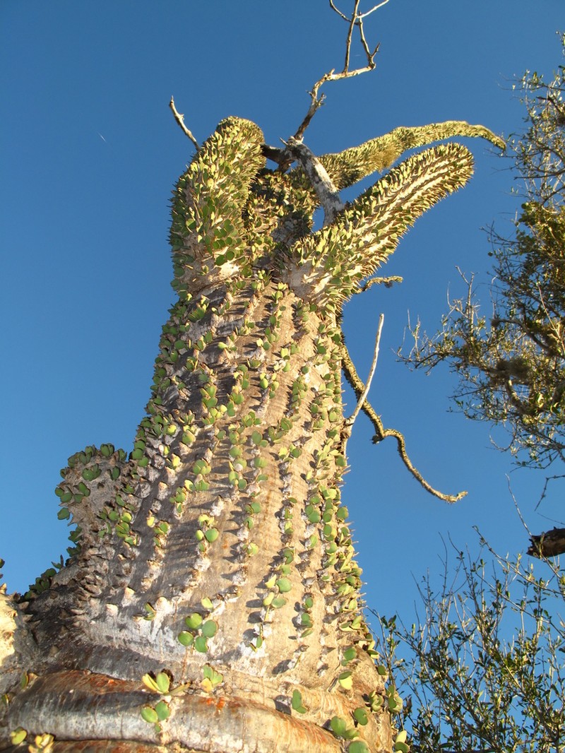 Alluaudia montagnacii photo 8