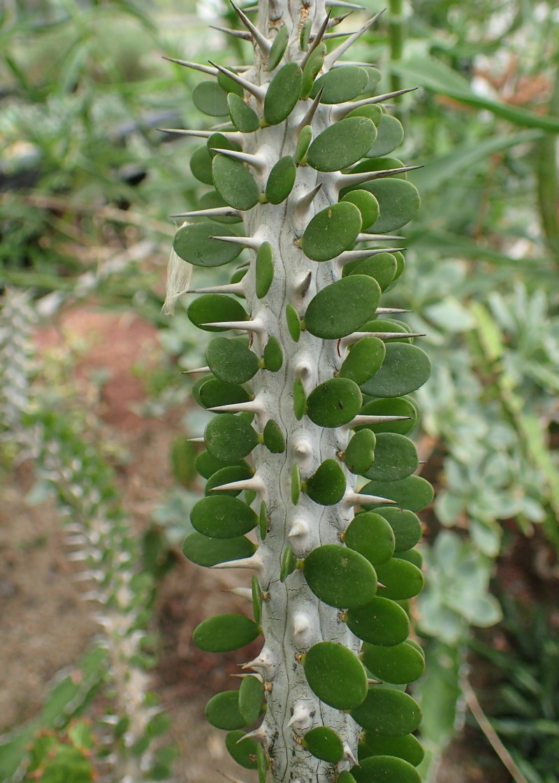Alluaudia procera