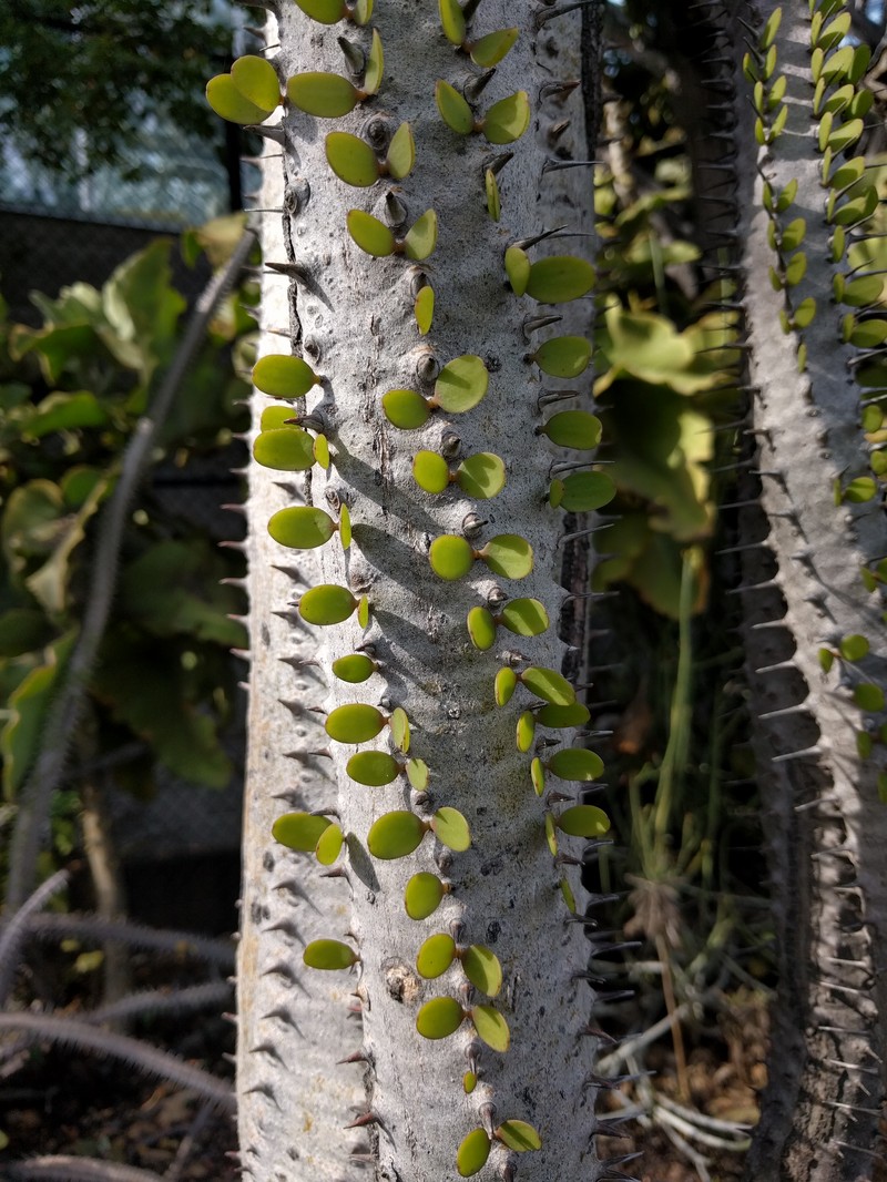 Alluaudia procera photo 2
