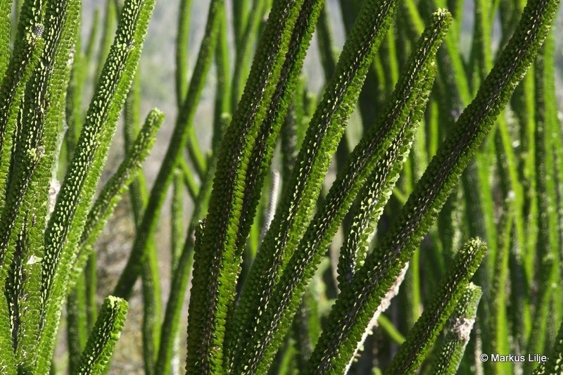 Alluaudia procera photo 3