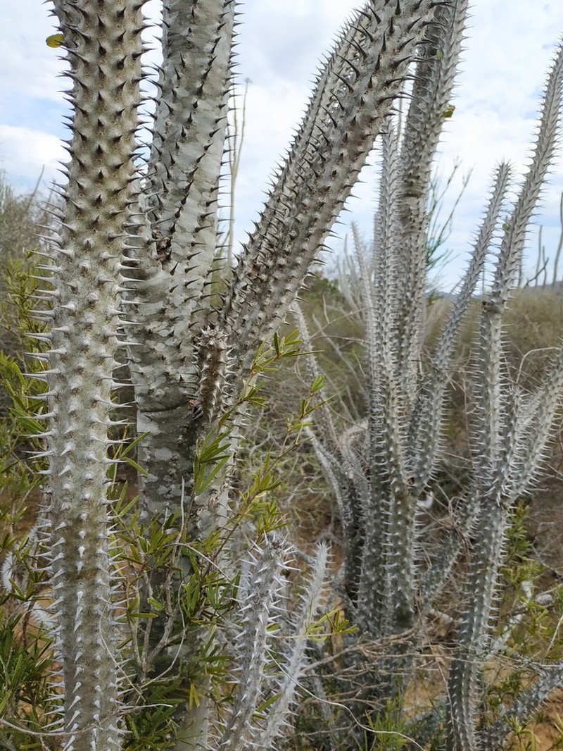 Alluaudia procera photo 4