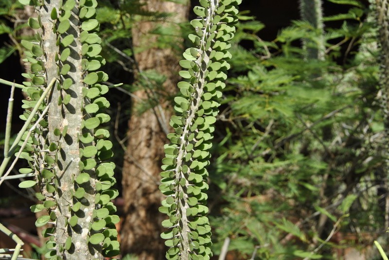 Alluaudia procera photo 5