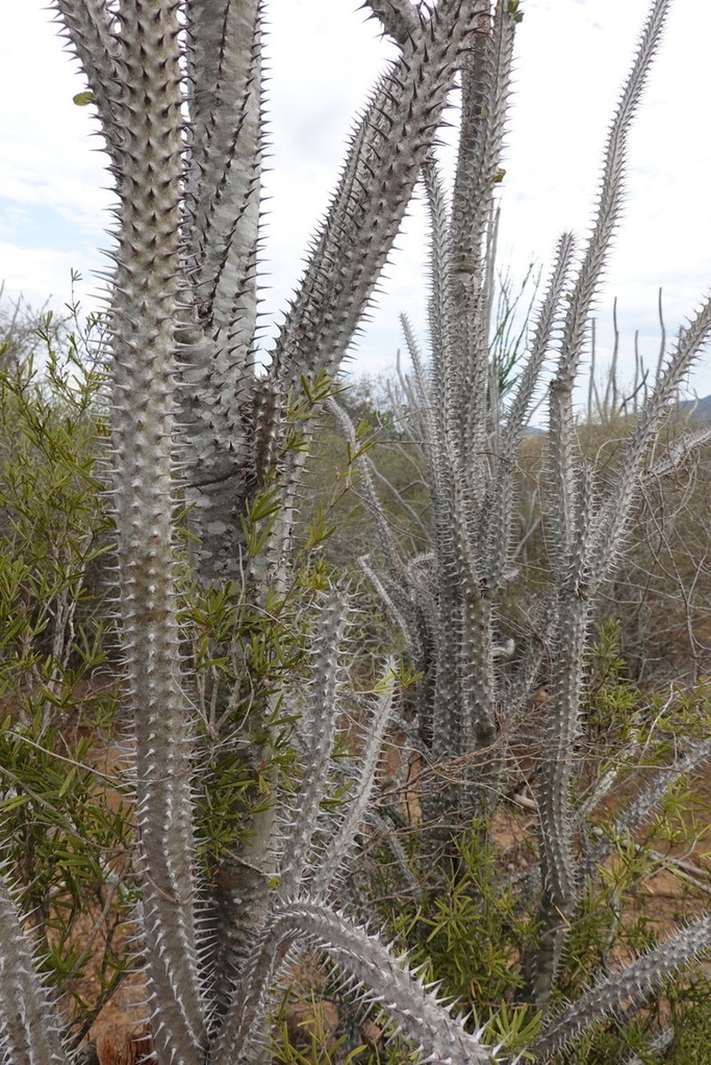 Alluaudia procera photo 6