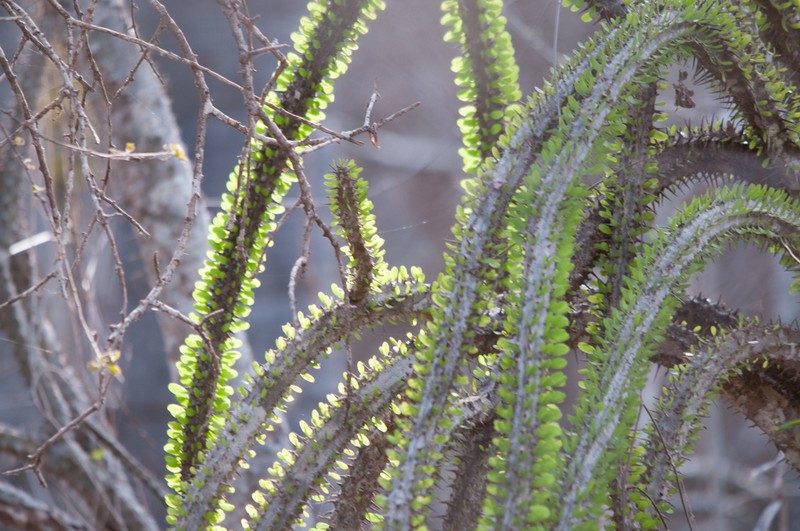 Alluaudia procera photo 7
