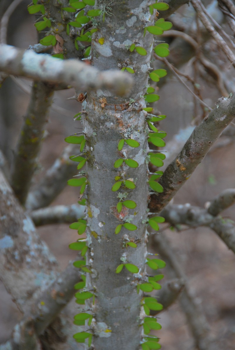Alluaudia procera photo 8
