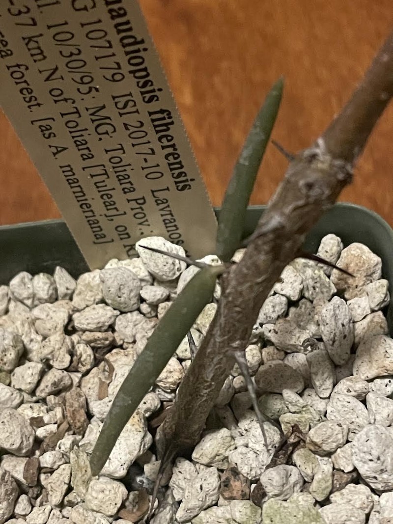 Alluaudiopsis fiherenensis