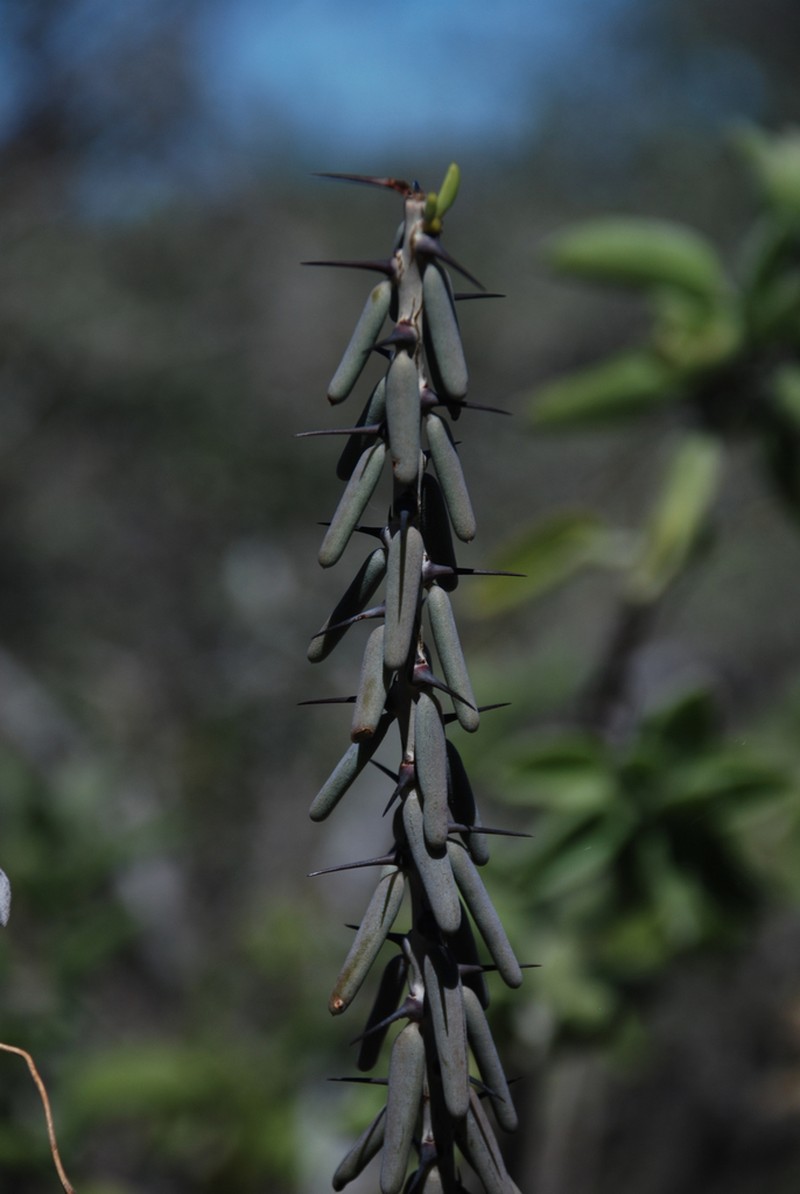 Alluaudiopsis fiherenensis photo 2