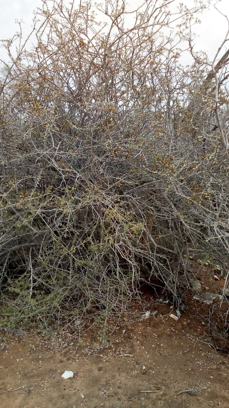 Alluaudiopsis fiherenensis photo 3